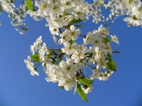 cherry-tree-93737_1280
